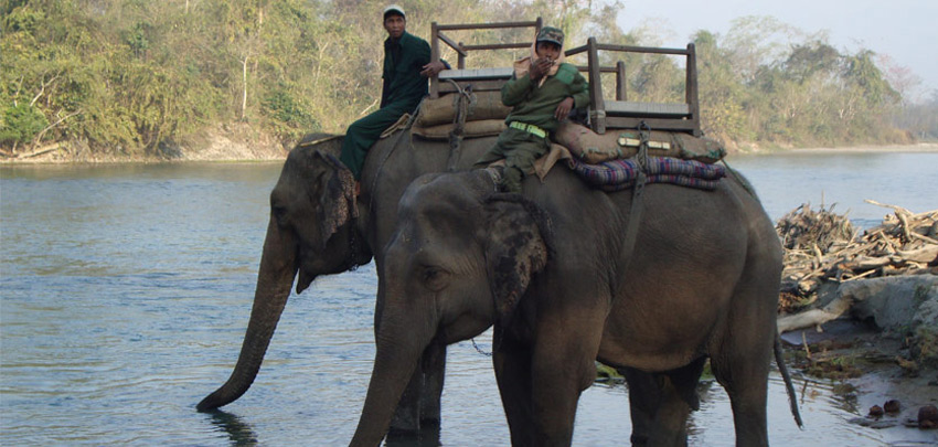 Elephant Safari Elephant Safari