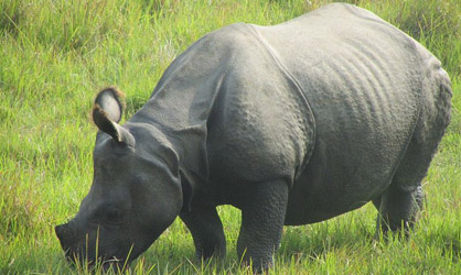 Rhino in Chitwan Rhino in Chitwan